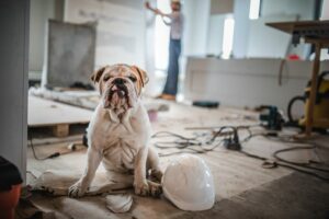 bulldog sitting in renovating apartment and looking at camera. There is a person in the background.