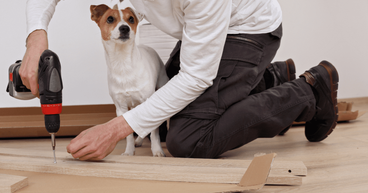 Home Renovation Ideas for Pet Owners : Farmers Insurance - Sustainable Apartment Renovation For Pet Owners