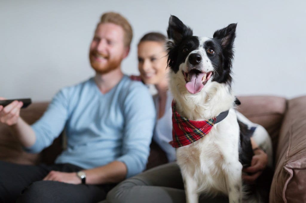 Dog safety tips when remodeling your Manhattan apartment - NYKB